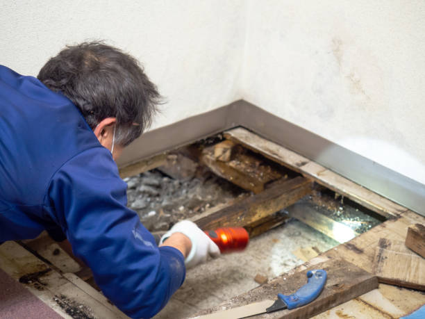 Best Health and Safety Mold Remediation in Powers Lake, WI