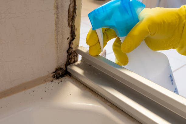 Best Kitchen Mold Remediation in Powers Lake, WI