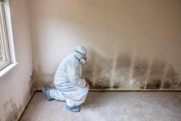 Best Post-Flood Mold Remediation in Powers Lake, WI