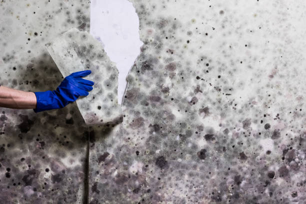Powers Lake, WI Mold Remediation Company