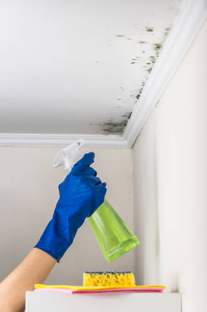 Best Attic Mold Remediation in Powers Lake, WI