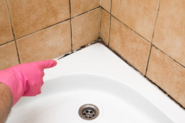 Best White Mold Remediation in Powers Lake, WI