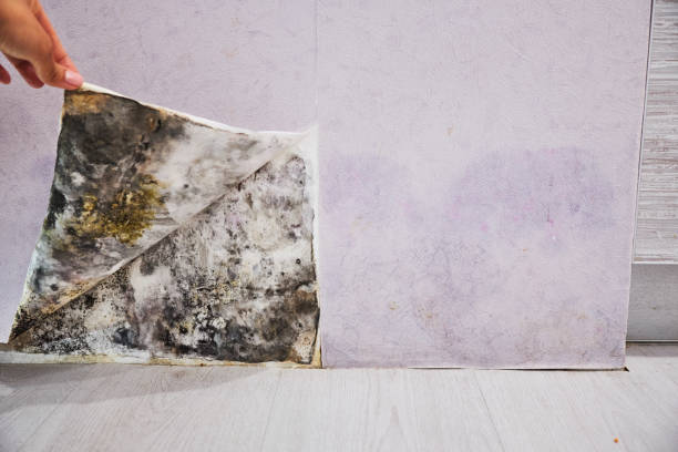 Best Mold Testing and Inspection Services in Powers Lake, WI